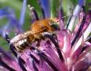 Osmia signata